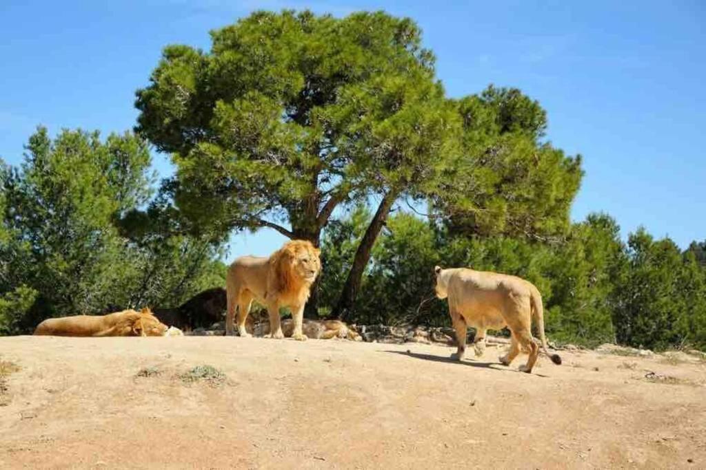Maison spacieuse et calme près de la cité Villa Alairac Esterno foto
